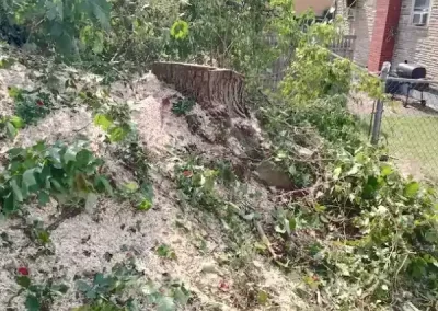 Affordable Tree Maintenance