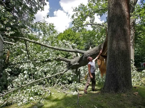 Flaherty Tree Service LLC's Other Services