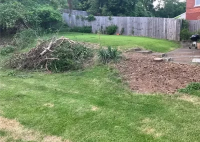Outstanding Tree Expert