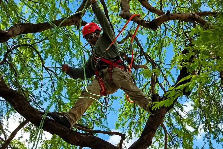 Professional Tree Company in Pittsburgh, PA