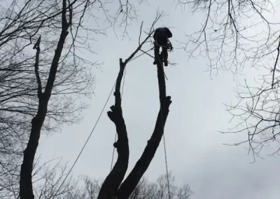 Professional Tree Service