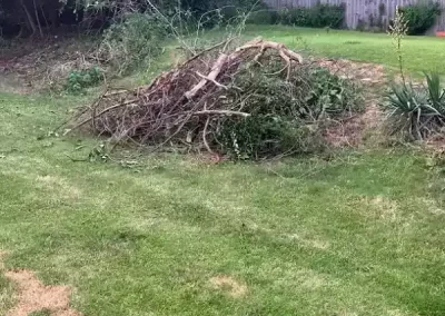 Professional Tree Service