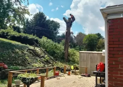 Professional Tree Service