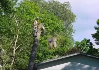 Professional Tree Service