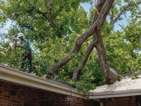 Reliable Tree Service