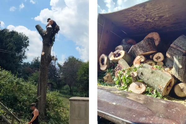 Top-notch Tree Service