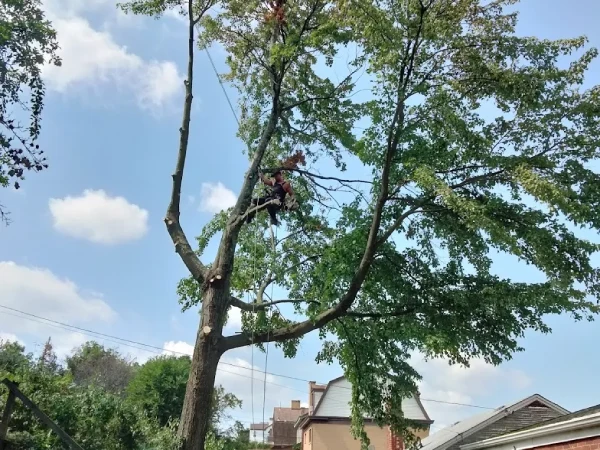 Tree Pruning Service