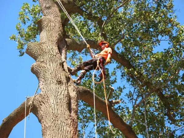 Tree Removal Service